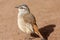 Kalahari Scrub-Robin (Erythropygia paena) Pilanesberg Nature Reserve, South Africa