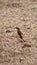 Kalahari scrub robin on the ground