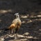 Kalahari Scrub Robin in Kgalagadi transfrontier park, South Africa