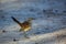 Kalahari Scrub Robin in Kgalagadi transfrontier park, South Africa