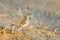 Kalahari scrub robin percehd on the ground