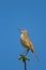 Kalahari Scrub-Robin (Robin) perched against blue sky