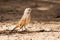 Kalahari scrub robin walking on sand in the sun