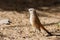 Kalahari scrub robin walking on sand in the sun