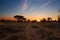 Kalahari sunset with trees grass and blue sky