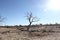 Kalahari Tree