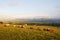 Kalajun grassland at sunset