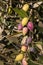 Kalamata olives ripening on tree