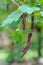 Kalamona Tree Seedpods