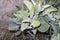 Kalanchoe beharensis fresh foliage