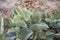 Kalanchoe beharensis fresh foliage