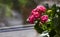 Kalanchoe Blossfeld, a flowering Kalanchoe plant with numerous pink double flowers that look like small roses against the