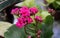 Kalanchoe blossfeldiana