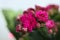 Kalanchoe blossfeldiana, also known as kalanchoe is a species of flowering plant in the genus Kalanchoe.