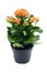 Kalanchoe blossfeldiana flower in flowerpot at white isolated ba