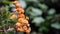 Kalanchoe blossfeldiana orange