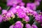 Kalanchoe blossfeldiana is a perennial herbaceous succulent flowering plant, purple in color. Common names flaming Katy, Christmas