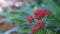 Kalanchoe blossfeldiana red flowers  or colorful Christmas kalanchoe  florist kalanchoe  blooming in garden with light breeze ba