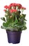 Kalanchoe blossfeldiana, red flowers in plastic pot isolated on white background