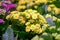 Kalanchoe blossfeldiana is a succulent plant with yellow flowers. It is found in the wild in Madagascar. A popular flowering