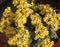 Kalanchoe blossfeldiana yellow