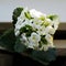 Kalanchoe Calandiva - beautiful white flower