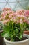 Kalanchoe Calandiva flowers