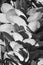 Kalanchoe Fedckenchoi Succulent Plant Leaves in Black and White