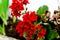 Kalanchoe - Flaming katy, Christmas kalanchoe or Fortune Flower is a flower with intense red colors