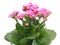 Kalanchoe flower