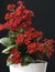 Kalanchoe flower blossoms