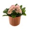 Kalanchoe flower in the decorative flowerpot