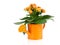 Kalanchoe flower in a orange water-pot