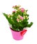 Kalanchoe flower in pot .