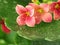 Kalanchoe flowers