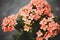 Kalanchoe flowers