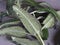 Kalanchoe health benefits.Close-up of leaves of an adult home medicinal plant Kalanchoe on a gray background