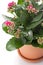 Kalanchoe house plant