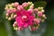 Kalanchoe house plant