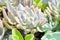 Kalanchoe, Kalanchoideae or Crassulaceae or K blossfeldiana or Magnoliophyta or succulent or cactus