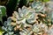 Kalanchoe, Kalanchoideae or Crassulaceae or K blossfeldiana or Magnoliophyta or succulent or cactus