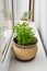 Kalanchoe laciniata flower in clay brown pot on white windowsill