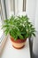 Kalanchoe laciniata flower in clay brown pot on white windowsill, houseplant by window, vertical view