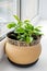 Kalanchoe laciniata flower in a clay brown pot on a windowsill