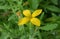 Kalanchoe laciniata. Yellow flower