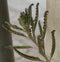 Kalanchoe leaf with baby plants