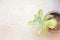 Kalanchoe leaves in pot The corner on the concrete floor