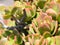 Kalanchoe luciae the paddle plant