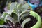 Kalanchoe Millottii Succulent Plant