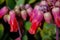 Kalanchoe or Mother of Millions plant flowering macro